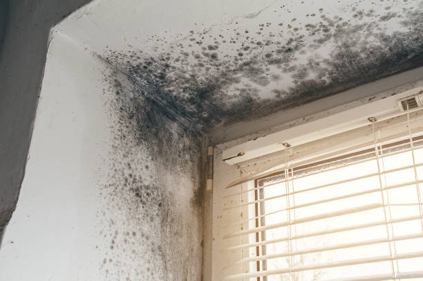 Affordable Bathroom Mold Removal solutions in Buckley, MI